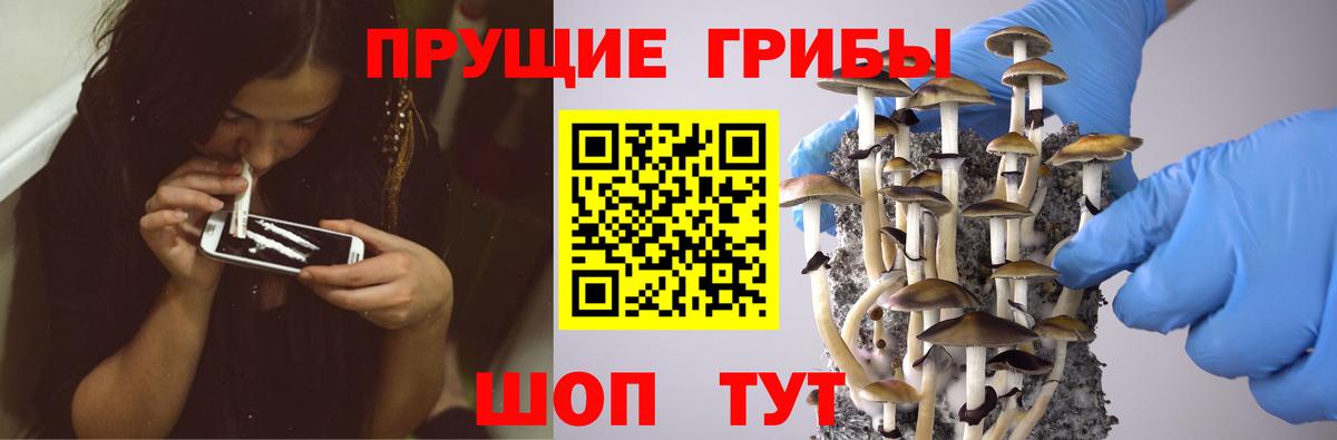 Галлюциногенные грибы Psilocybine cubensis Апатиты